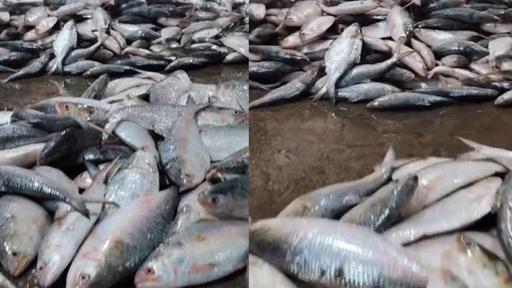 এক ট্রলারে মিলল ৬০ মণ ইলিশ, বিক্রি ২০ লাখ টাকায়