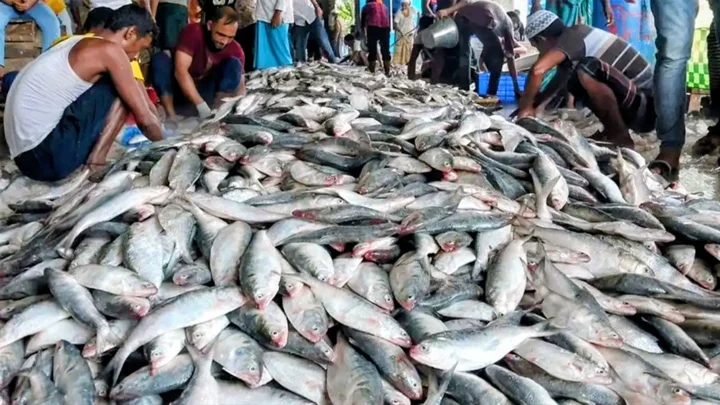 ট্রলারভর্তি ১০০ মণ ইলিশ নিয়ে ফিরলেন জেলেরা