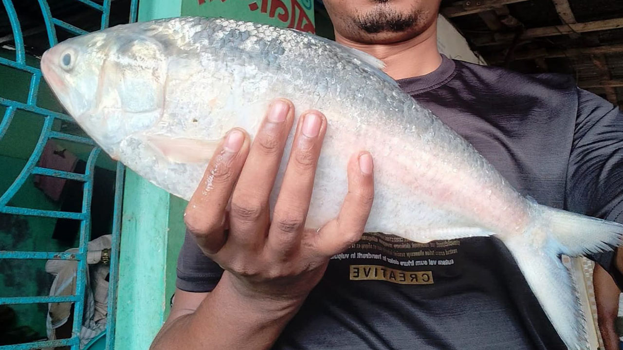 বড় এক ইলিশ বিক্রি হলো ৬ হাজার ৮২৫ টাকা