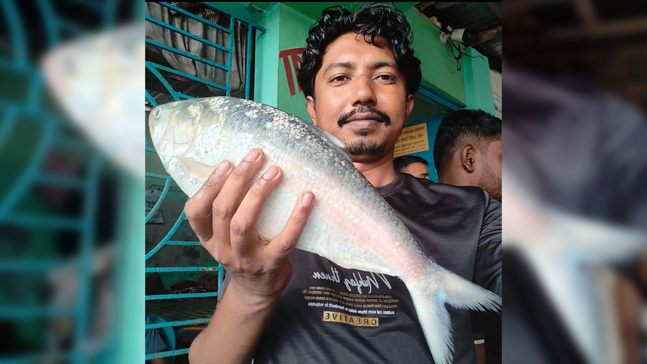 দুই কেজি ১০০ গ্রাম ওজনের ইলিশ মাছ। ছবি: এশিয়া পোস্ট