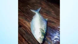 এক ইলিশ সাড়ে ১০ হাজার টাকায় বিক্রি