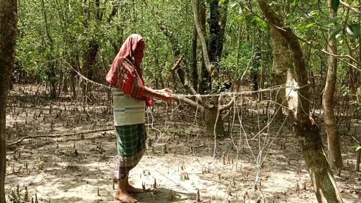 প্রভাবশালীদের ‘ম্যানেজ’ করে হরিণ শিকার, সক্রিয় ২০ চক্র