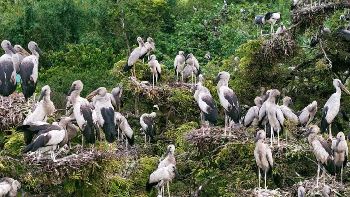 কানাইপুকুরে গাছগুলো যেন পাখিদের বহুতল বাড়ি