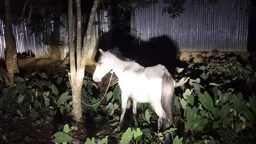 রাতের আঁধারে ৩ ঘোড়া জবাই, মাংস ফেলে পালালেন কারবারিরা