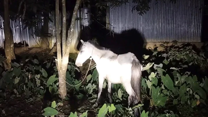 রাতের আঁধারে ৩ ঘোড়া জবাই, মাংস ফেলে পালালেন কারবারিরা