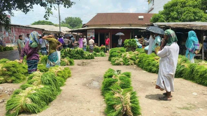 বৃষ্টিতে স্বপ্ন বুনছেন কৃষকরা, লক্ষ্যমাত্রা ছাড়ানোর পথে আমন আবাদ