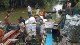 ঝালকাঠিতে জমজমাট ১২ কোটি টাকার আমড়ার ভাসমান হাট