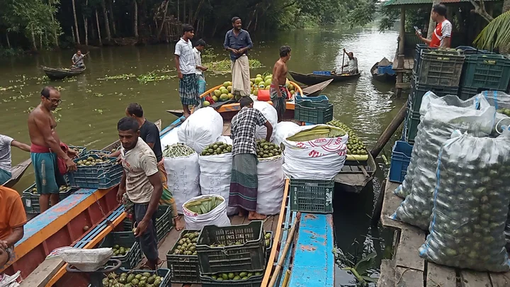 ঝালকাঠিতে জমজমাট ১২ কোটি টাকার আমড়ার ভাসমান হাট