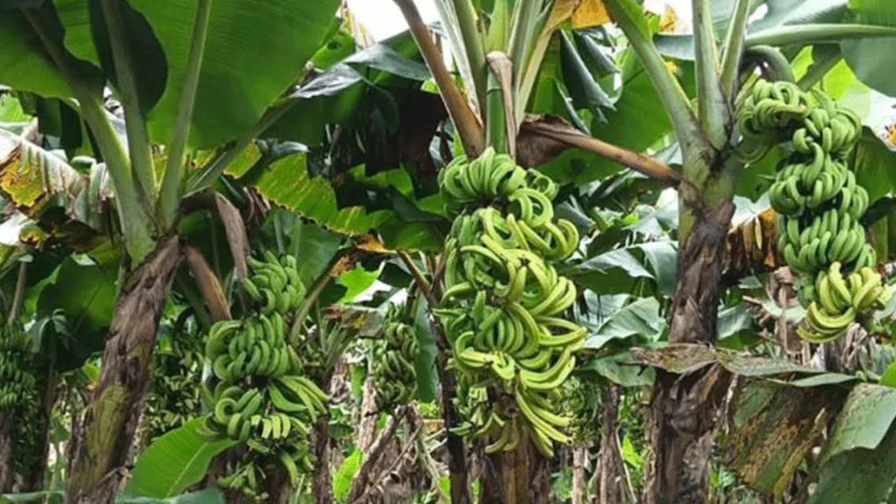 কীটনাশক দিয়ে কৃষকের ৭০০ কলাগাছ নষ্টের অভিযোগ