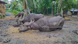 ছয় মাস কাদায় বন্দি ৪ মহিষ, ভিডিও দেখে এগিয়ে এলেন ইউএনও