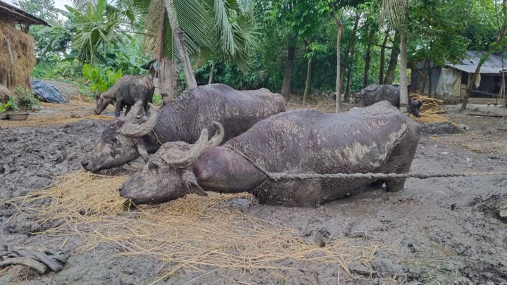 ছয় মাস কাদায় বন্দি ৪ মহিষ, ভিডিও দেখে এগিয়ে এলেন ইউএনও