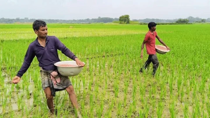 সারের অভাবে শঙ্কায় ঝিনাইদহের কৃষকেরা
