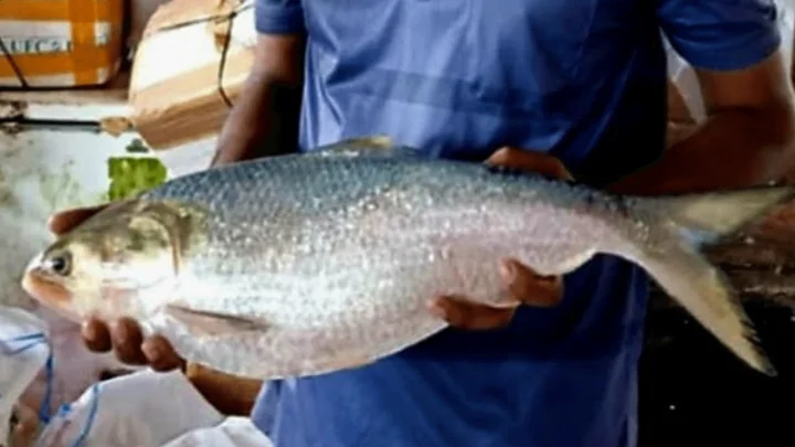 এক ইলিশের দাম ১৬ হাজার টাকা