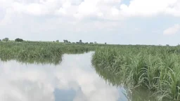 বিপৎসীমার কাছে পদ্মা-যমুনার পানি, তলিয়ে গেছে হাজার বিঘা ফসলি জমি