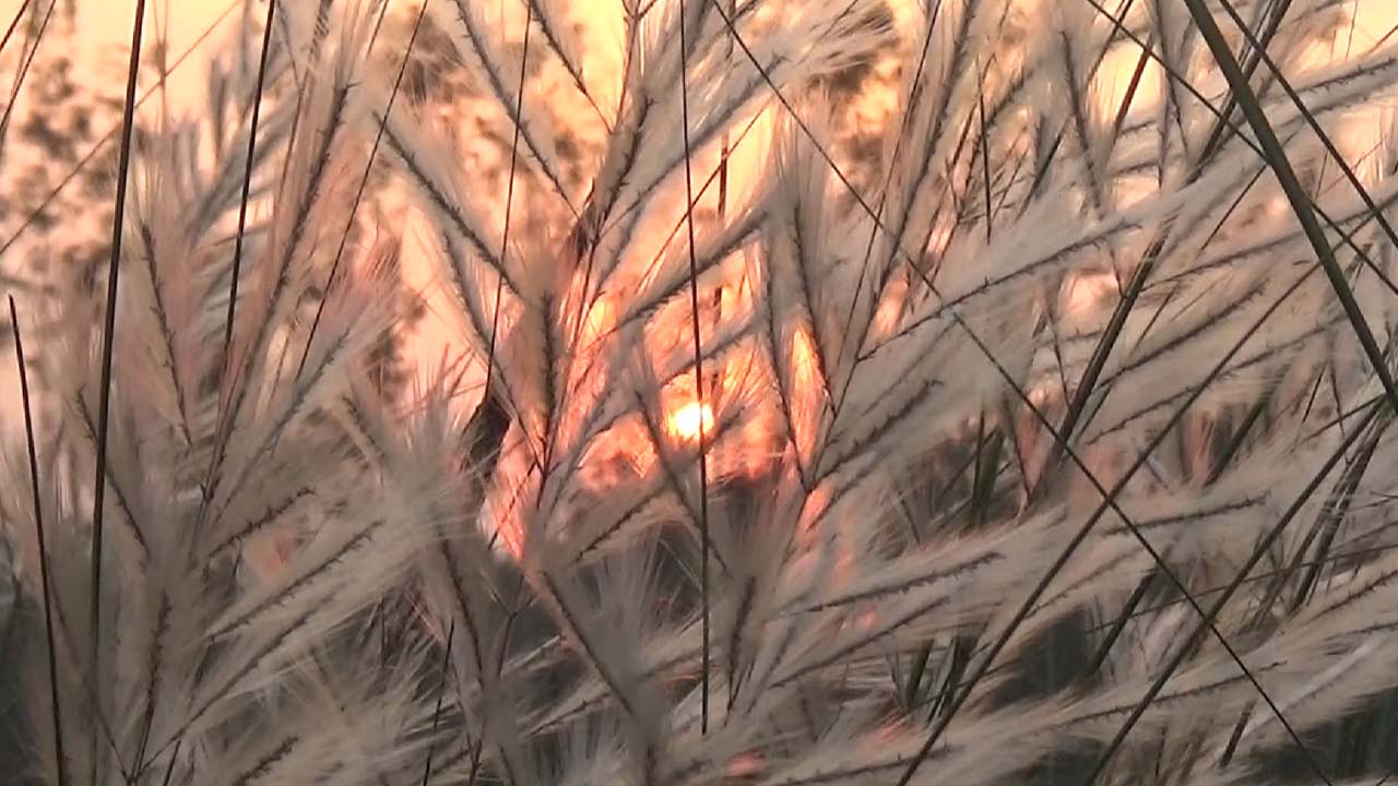 ছবি: এশিয়া পোস্ট
