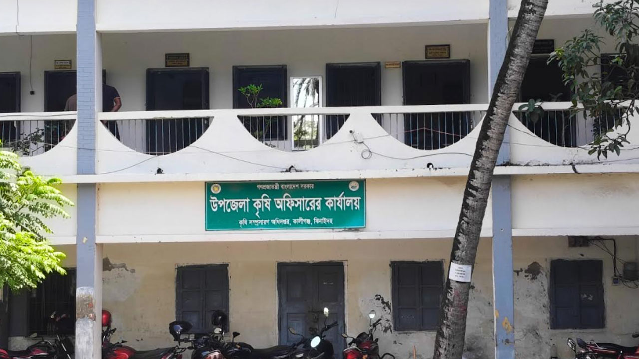 কালীগঞ্জে সারের সংকট, বিপাকে আমন চাষিরা