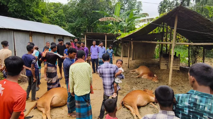 মহালছড়িতে তার ছিঁড়ে গোয়ালঘরে, বিদ্যুৎস্পৃষ্টে মারা গেল তিন গরু
