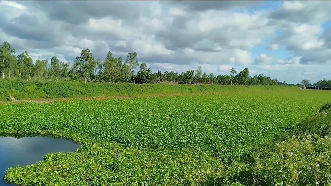 তিস্তা সেচ প্রকল্পের খাল। ছবি: এশিয়া পোস্ট