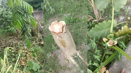 গাছ কেটে জমি দখলের অভিযোগ শ্রমিকদল নেতার বিরুদ্ধে 