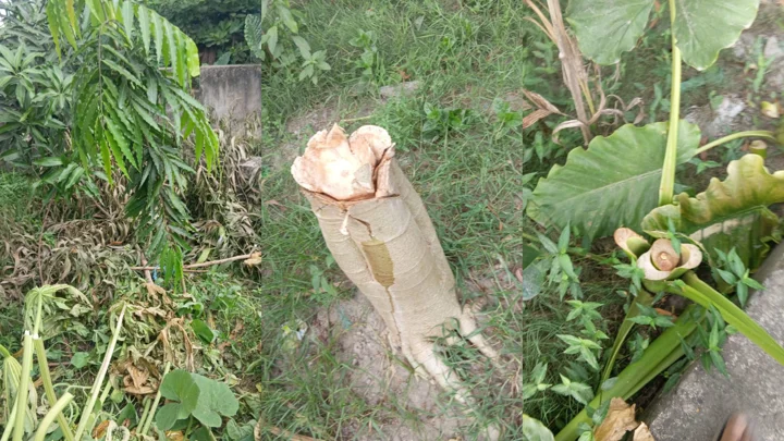 গাছ কেটে জমি দখলের অভিযোগ শ্রমিকদল নেতার বিরুদ্ধে