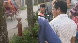 জামালপুরে কুকুরকে গাছে ঝুলিয়ে হত্যা, মুচলেকায় ছাড়া পেলেন অভিযুক্ত