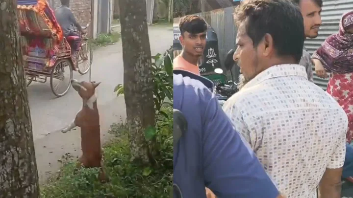জামালপুরে কুকুরকে গাছে ঝুলিয়ে হত্যা, মুচলেকায় ছাড়া পেলেন অভিযুক্ত