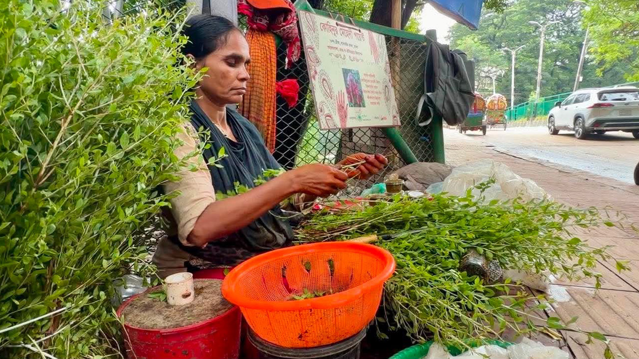 মেহেদির পাতা ছড়াচ্ছেন কোহিনুর। ছবি: এশিয়া পোস্ট