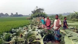 কৃষকের ৭৫০ কলাগাছ কেটে ফেলল দুর্বৃত্তরা