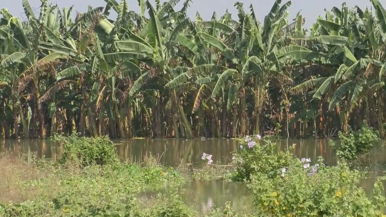 নদীর পানি বেড়ে তলিয়ে গেছে গলা গাছের বাগান। ছবি: এশিয়া পোস্ট