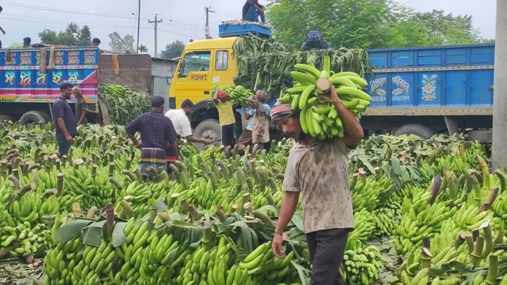 জমে উঠেছে উত্তরাঞ্চলের দ্বিতীয় বৃহত্তম কলার হাট
