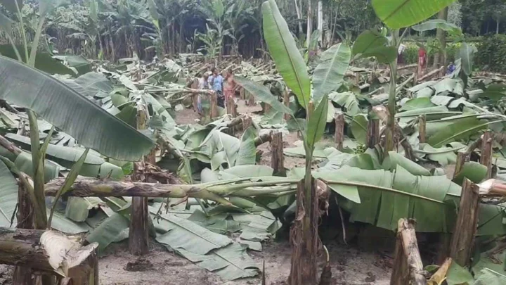 জয়পুরহাটে কৃষকের ৭০০ কলাগাছ কেটে দিল দুর্বৃত্তরা