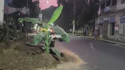 বাঁশের ব্যারিকেডের বদলে কলাগাছ, ঝুঁকিতে পথচারীরা