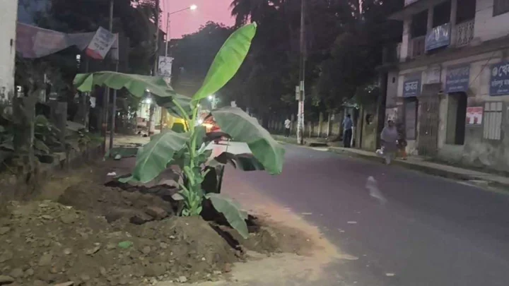 বাঁশের ব্যারিকেডের বদলে কলাগাছ, ঝুঁকিতে পথচারীরা