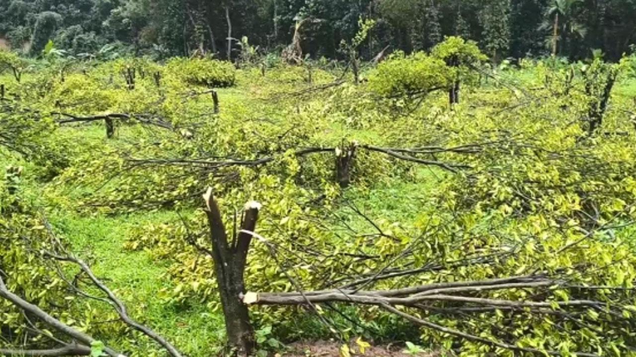 ১২০০ কমলা গাছ কাটার ঘটনায় উচ্চপর্যায়ের তদন্ত কমিটি