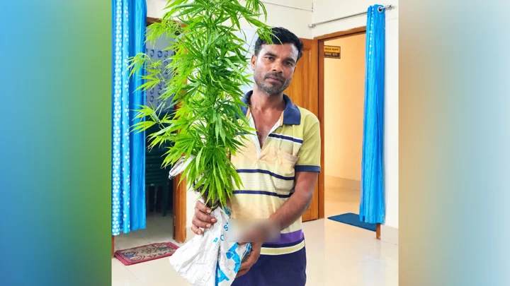 মাছের ঘেরে শাক-সবজির আড়ালে চলছিল গাঁজা চাষ, হয়নি শেষ রক্ষা