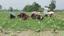 জামালপুরে কৃষকদের আগাম সবজি চাষ, সার নিয়ে দুশ্চিন্তা