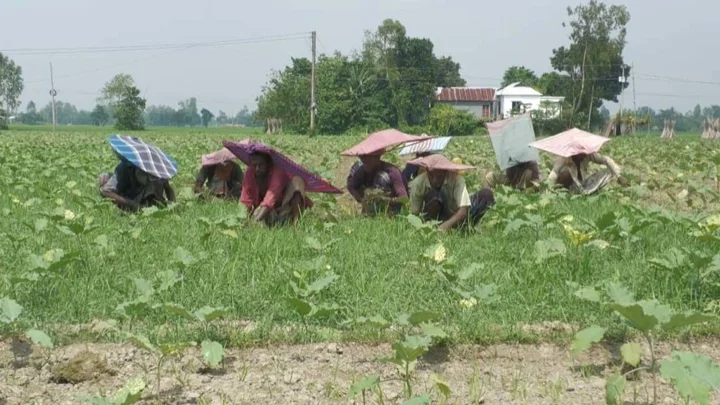 জামালপুরে কৃষকদের আগাম সবজি চাষ, সার নিয়ে দুশ্চিন্তা