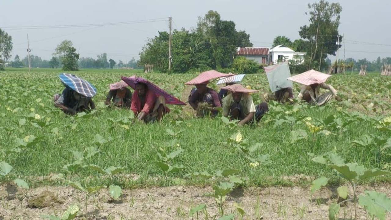জামালপুরে কৃষকদের আগাম সবজি চাষ, সার নিয়ে দুশ্চিন্তা