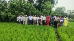 খুলনায় আধুনিক যন্ত্রে ধান রোপন, কমছে সময়-খরচ