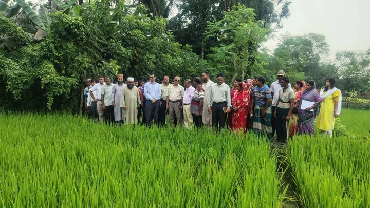 খুলনায় আধুনিক যন্ত্রে ধান রোপন, কমছে সময়-খরচ