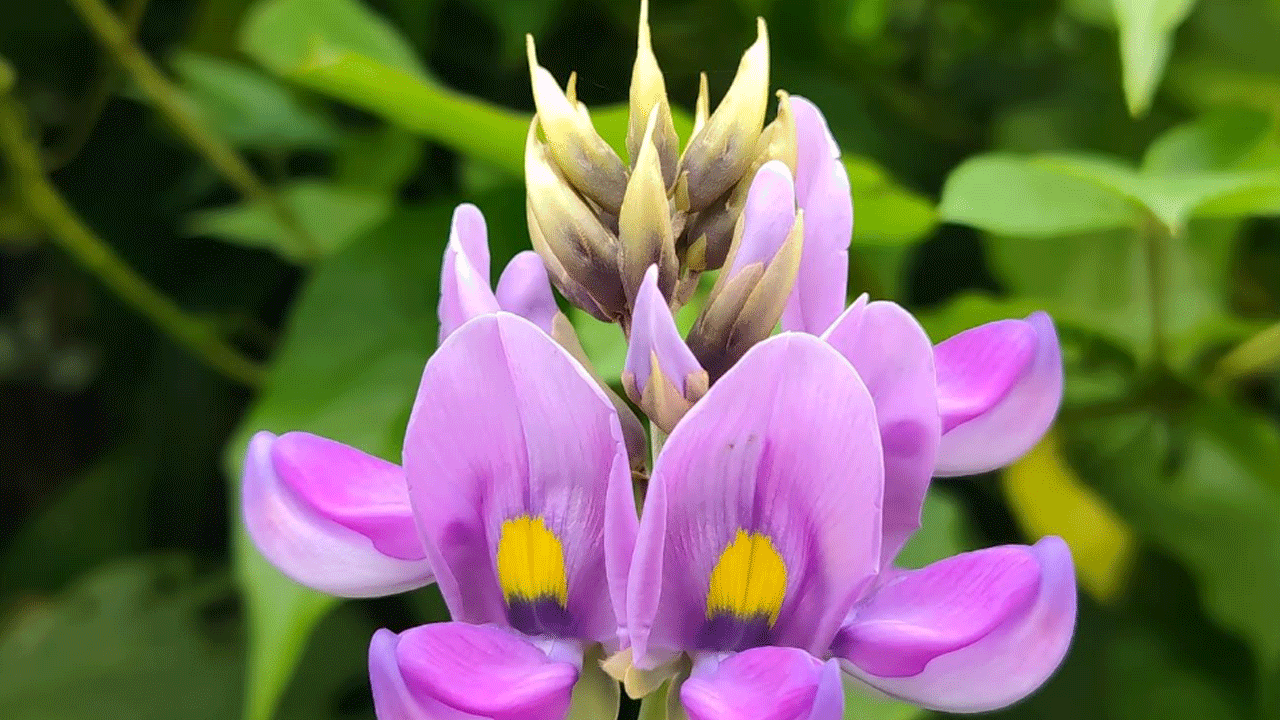 kudzu-nflower