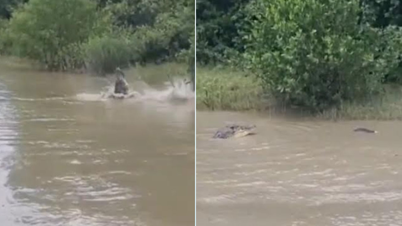সুন্দরবন সংলগ্ন খালে কুমিরের ছাগল শিকার, এলাকাজুড়ে আতঙ্ক