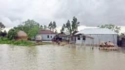 কুষ্টিয়ায় পদ্মার পানি বেড়ে পানিবন্দি ৫০ হাজার মানুষ