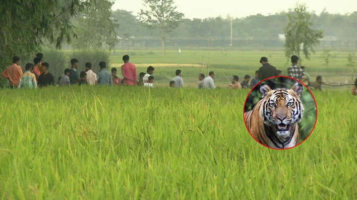 ড্রোনে দেখা বাঘটি নিখোঁজ, বিজিবির সঙ্গে পাহারায় গ্রামবাসী