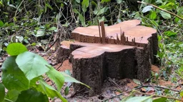 লাউয়াছড়া উদ্যানের সেগুন গাছটি কাটল কে