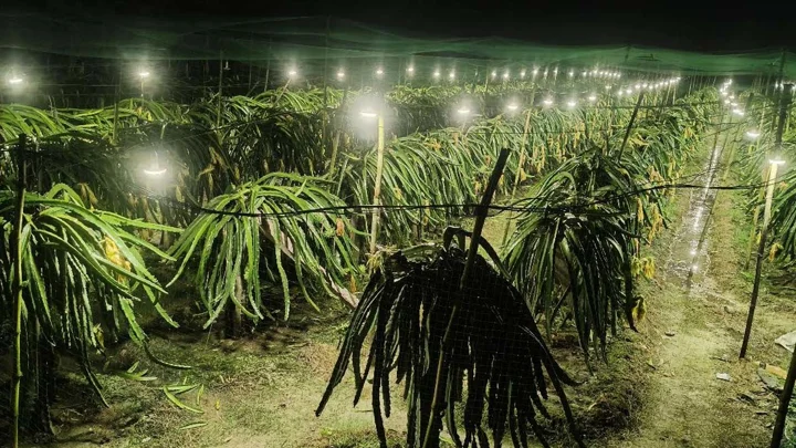 ড্রাগন বাগানে রাতভর জ্বলে হাজারো লাইট, স্থানীয়দের ক্ষোভ