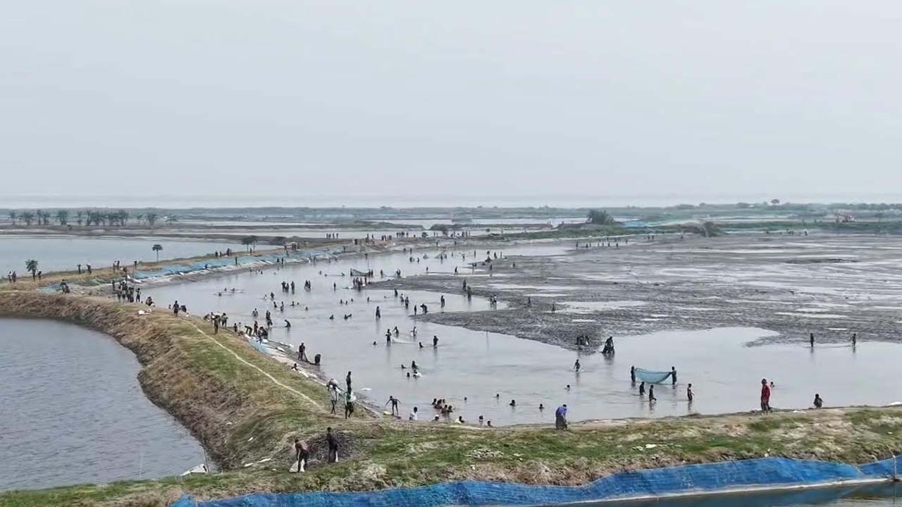 ঘেরের মাছ লুট করে নিয়ে যাওয়া হচ্ছে। ছবি: এশিয়া পোস্ট