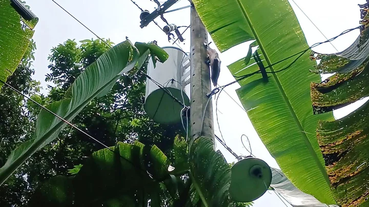 ট্রান্সফরমার চুরি করতে গিয়ে বিদ্যুৎস্পৃষ্ট, মৃত ভেবে সঙ্গীকে ফেলে পালাল চোর চক্র