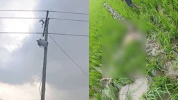 ট্রান্সফরমার চুরি করতে গিয়ে বিদ্যুৎস্পৃষ্টে মৃত্যু, মাঠে পড়ে ছিল মরদেহ