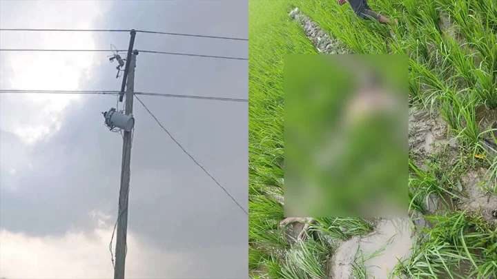ট্রান্সফরমার চুরি করতে গিয়ে বিদ্যুৎস্পৃষ্টে মৃত্যু, মাঠে পড়ে ছিল মরদেহ